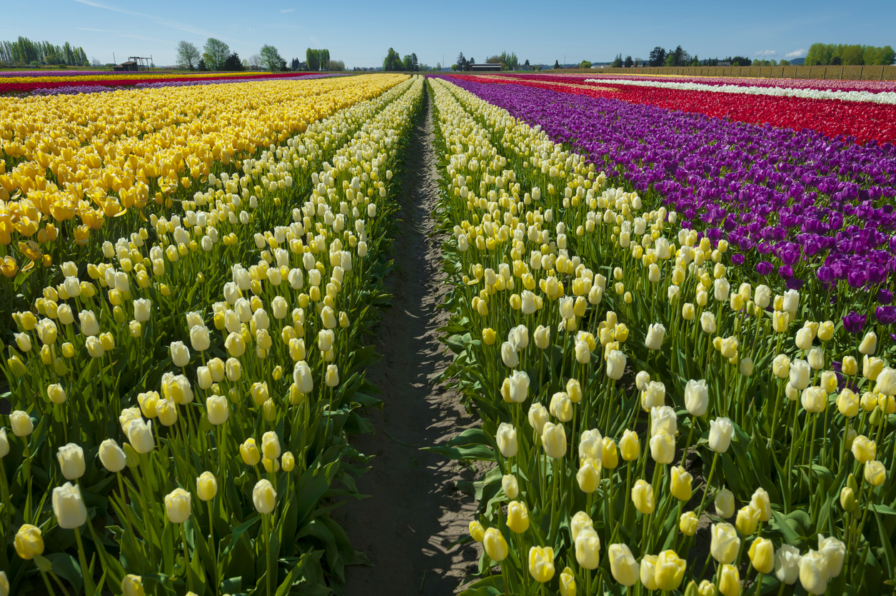 Panoramic Image of Mount Vernon, WA